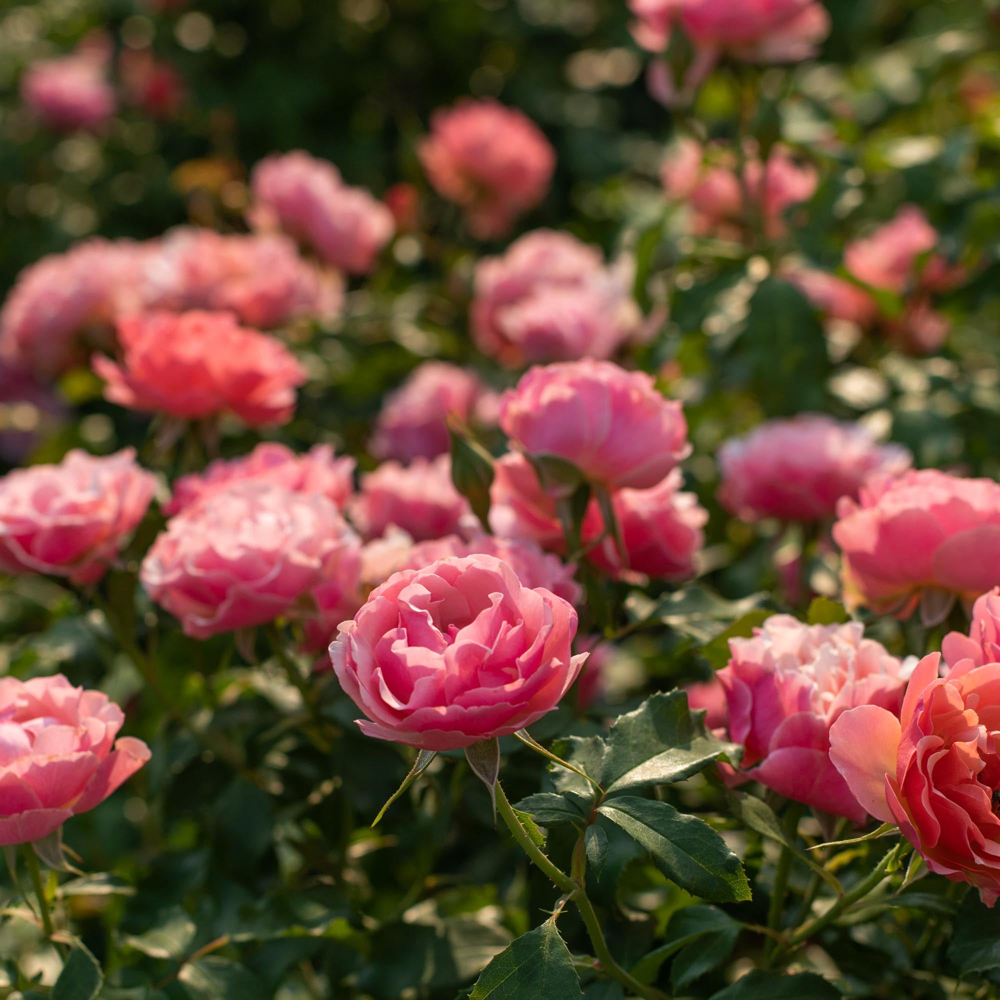 青木乃里子 「椿」 20/350 Tequila Supreme Floribunda Rose | Colorful Rose Bush – Heirloom