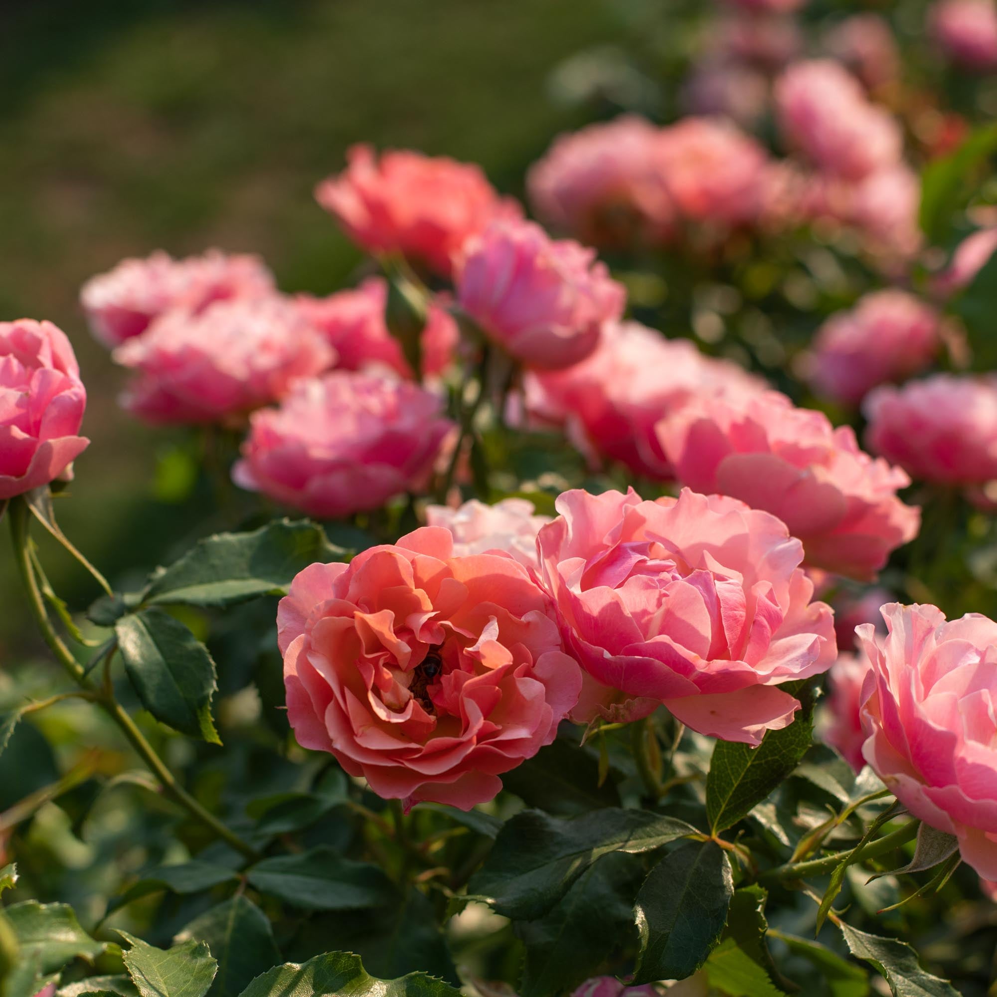 Tequila Supreme Floribunda Rose | Colorful Rose Bush – Heirloom