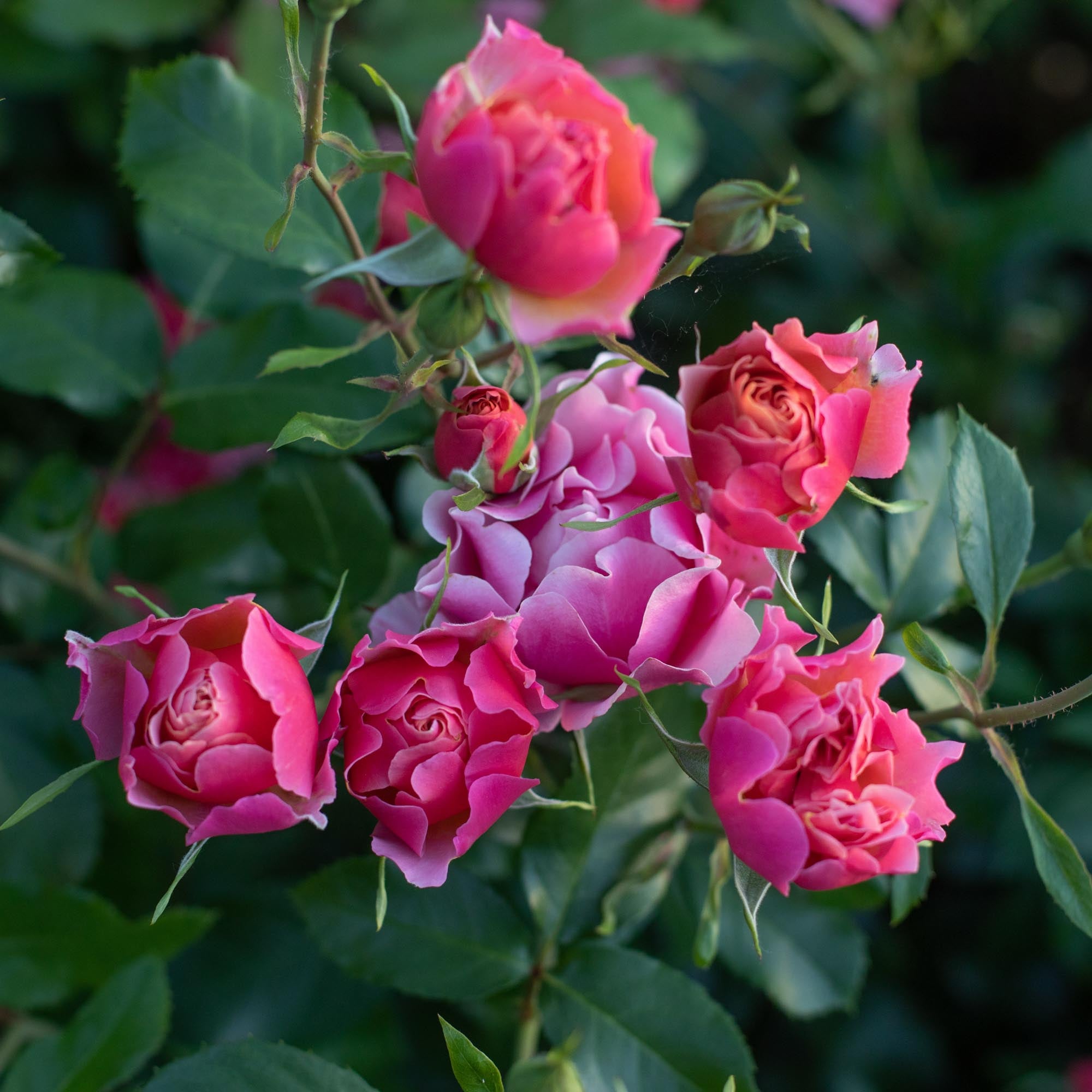 Tequila Supreme Floribunda Rose | Colorful Rose Bush – Heirloom