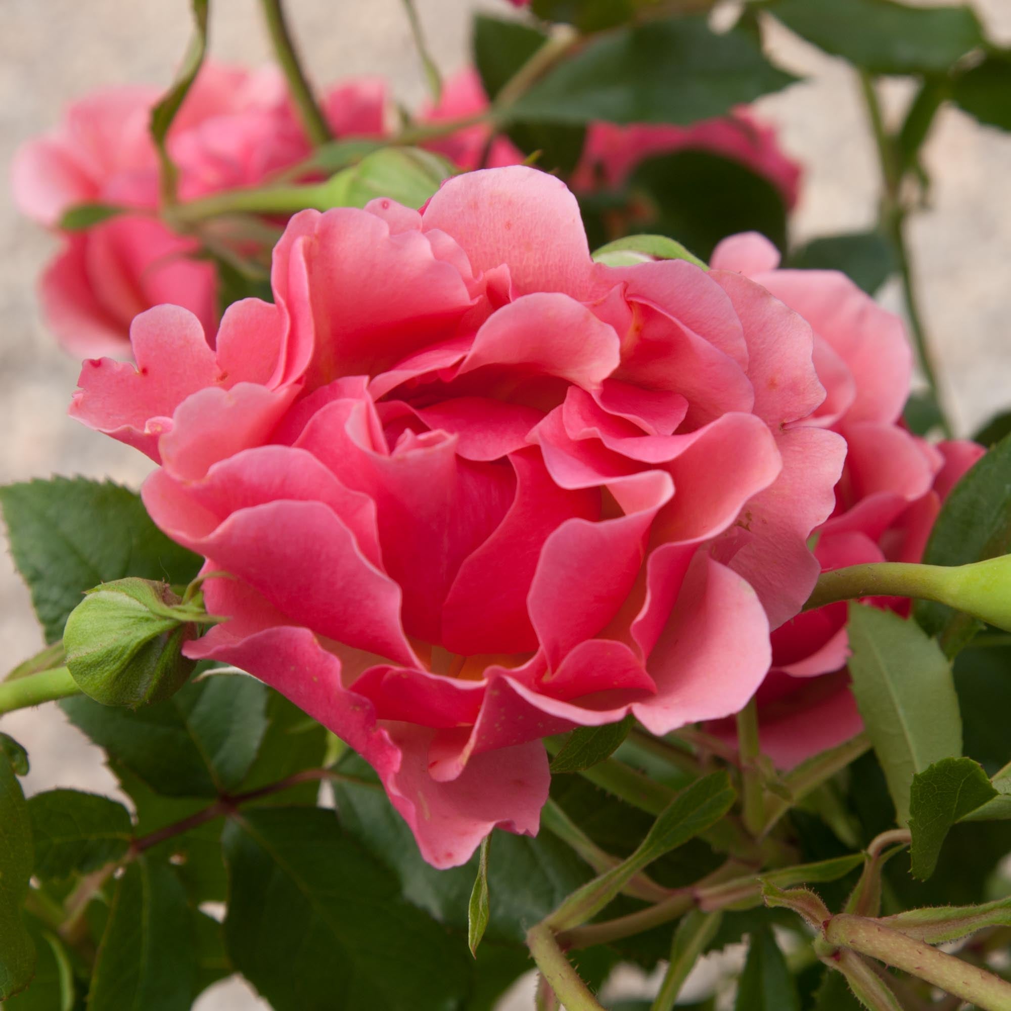 Tequila Supreme Floribunda Rose | Colorful Rose Bush – Heirloom