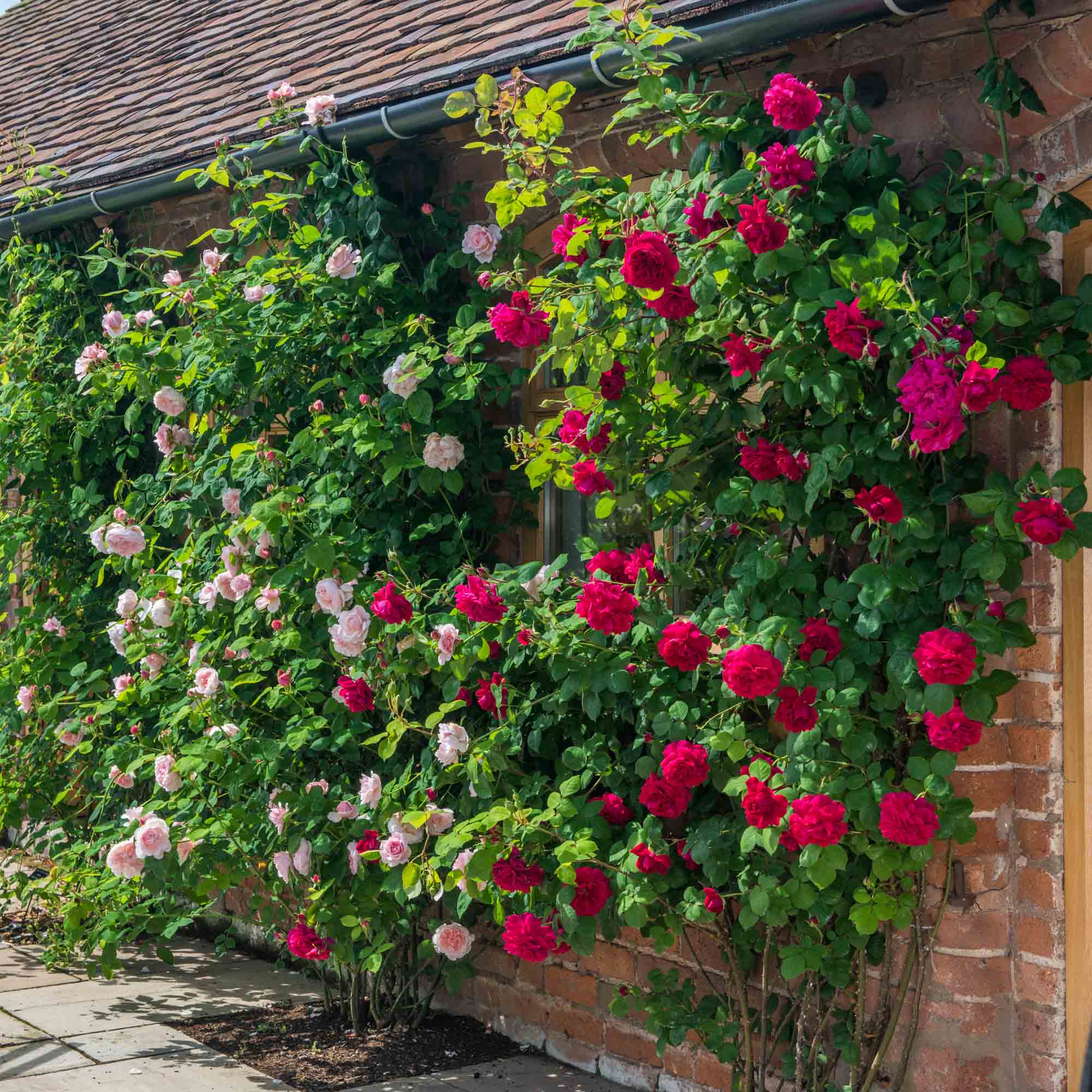 Tess of the d'Urbervilles David Austin Climbing Rose | Heirloom Roses