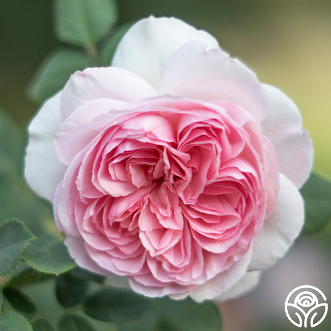 The Ancient Mariner English Shrub Rose | Heirloom