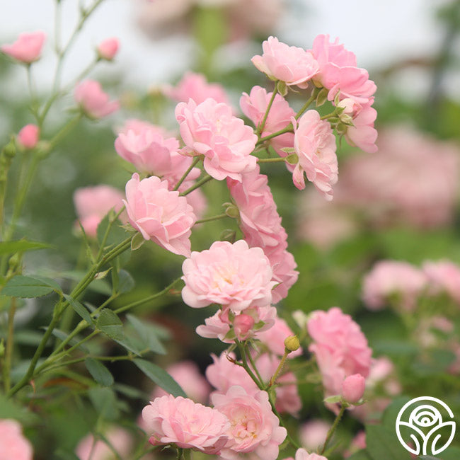 Fairy Rose Colors