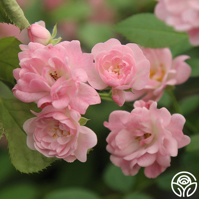 The Fairy Rose - Polyantha - Lightly Fragrant – Heirloom Roses