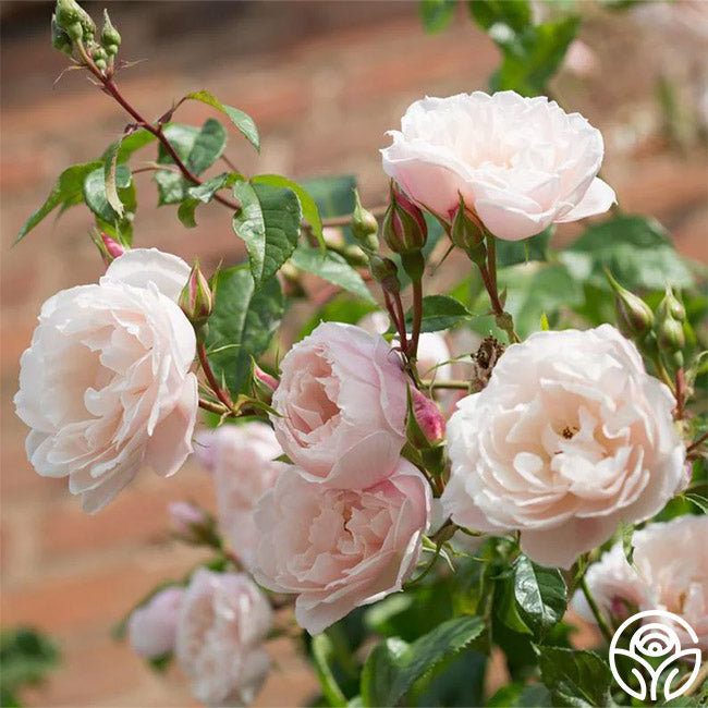 The Generous Gardener Rose - David Austin - Moderately Fragrant ...