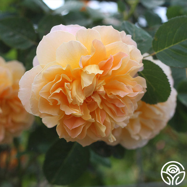 Collector Roses Romantic Climbers Collection – Heirloom Roses