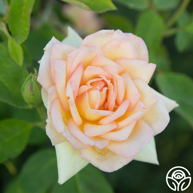 Rose Lady Tea The Lady Rose - Hybrid Tea - Lightly Fragrant – Heirloom Roses
