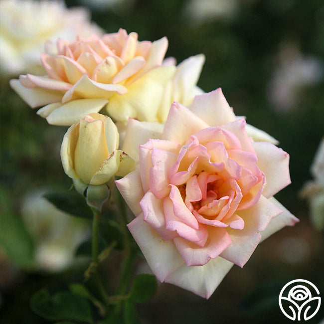 Rose Lady Tea The Lady Rose - Hybrid Tea - Lightly Fragrant – Heirloom Roses