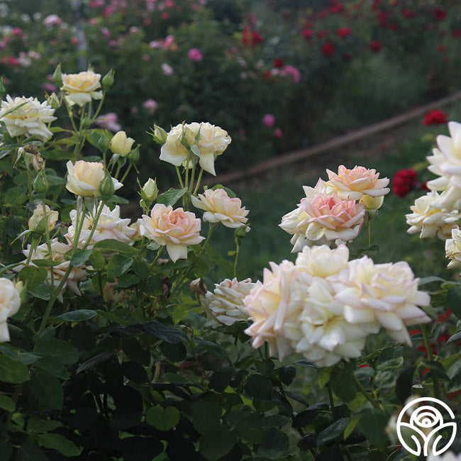 Rose Lady Tea The Lady Rose - Hybrid Tea - Lightly Fragrant – Heirloom Roses