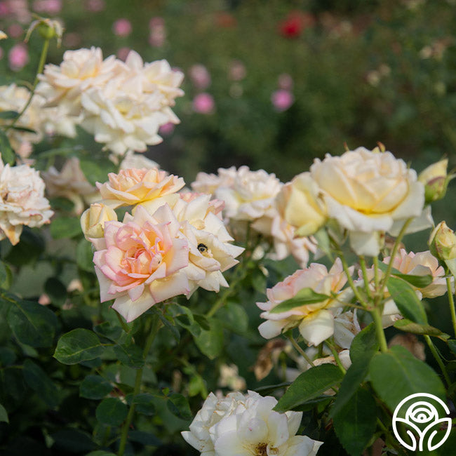 Rose Lady Tea The Lady Rose - Hybrid Tea - Lightly Fragrant – Heirloom Roses