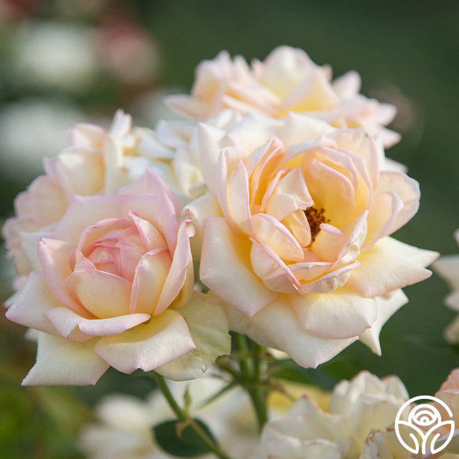 Rose Lady Tea The Lady Rose - Hybrid Tea - Lightly Fragrant – Heirloom Roses