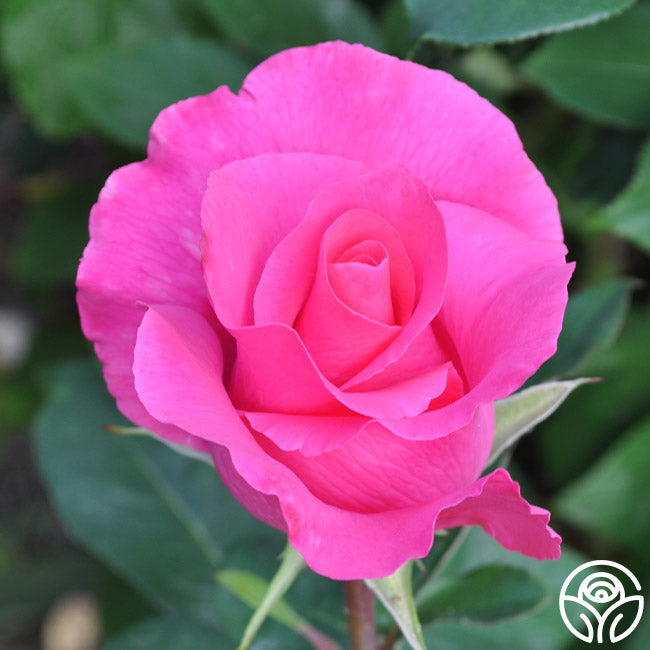 The McCartney Rose Hybrid Tea Rose | Fragrant Rose Bush – Heirloom