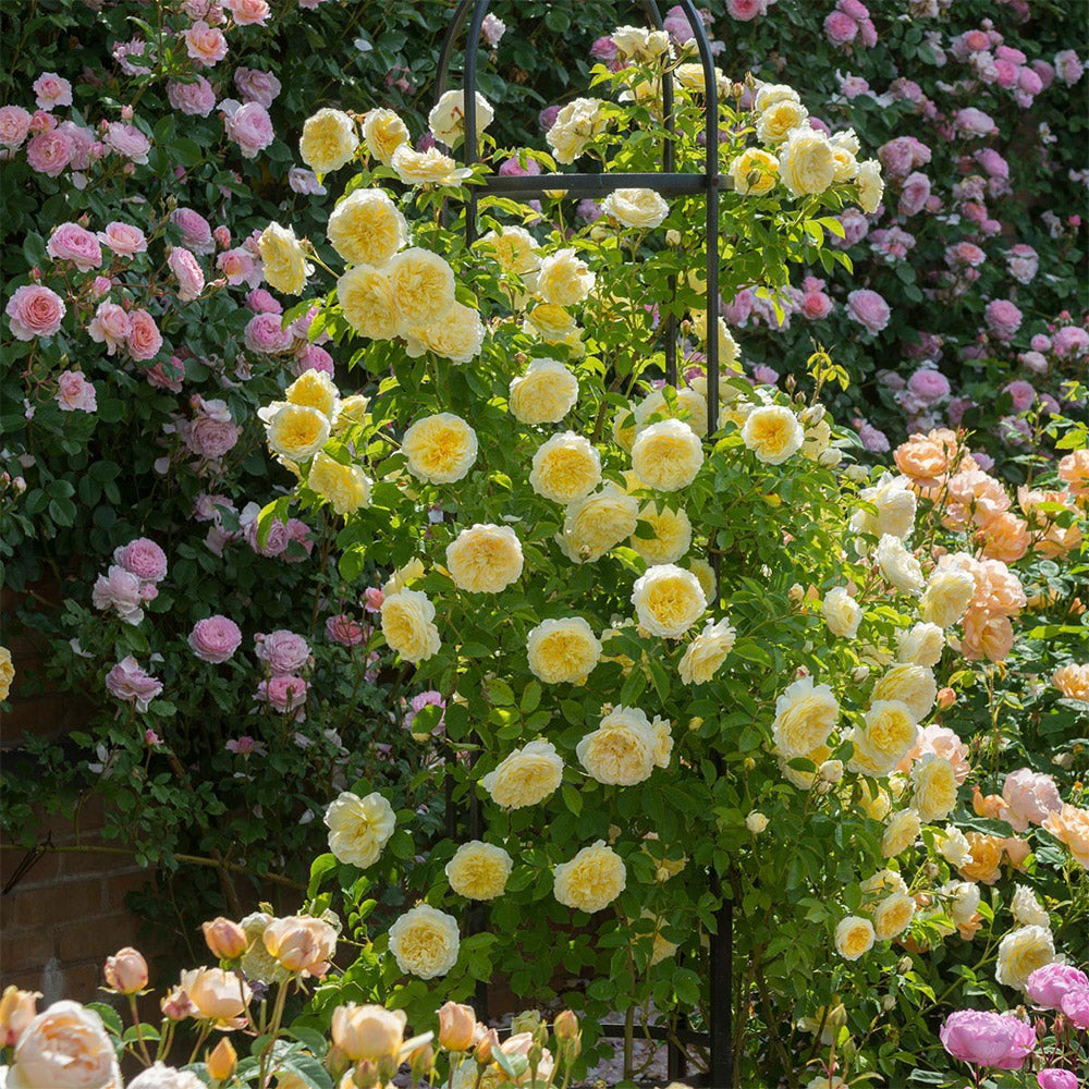 Heirloom Roses Vs Normal Roses Roses, Rose Bushes, Rose Gardening, Rose Plants | Heirloom Roses