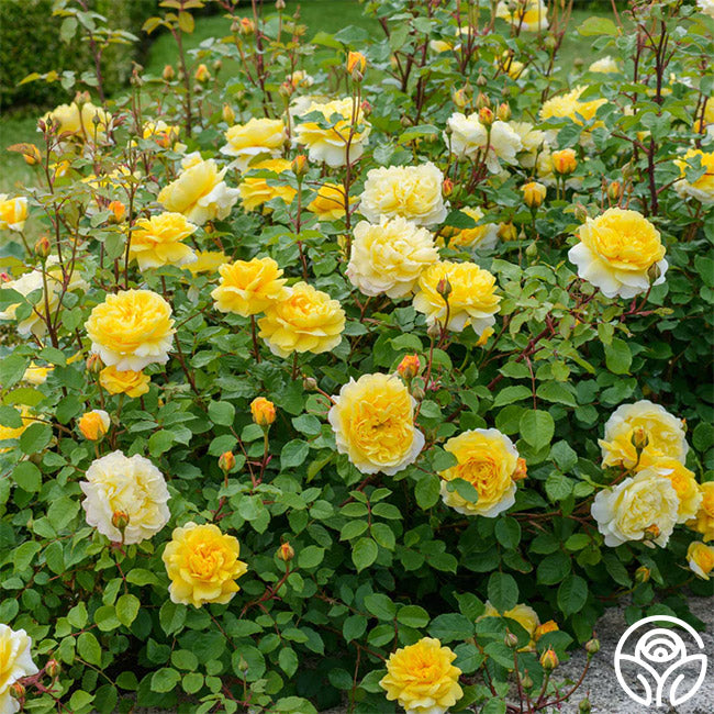 The Poet's Wife - Thumbnail 3