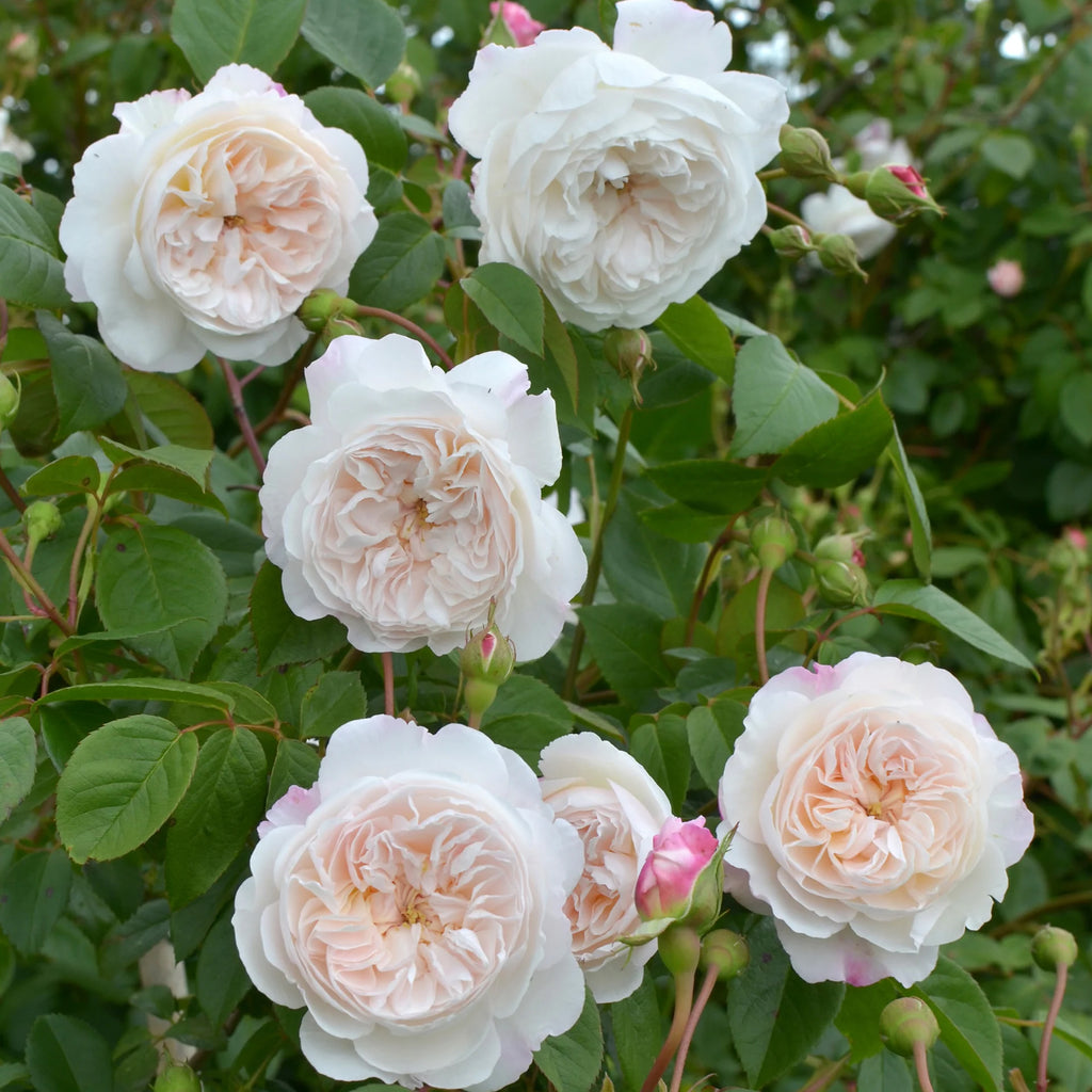 The Albrighton Rambler®
