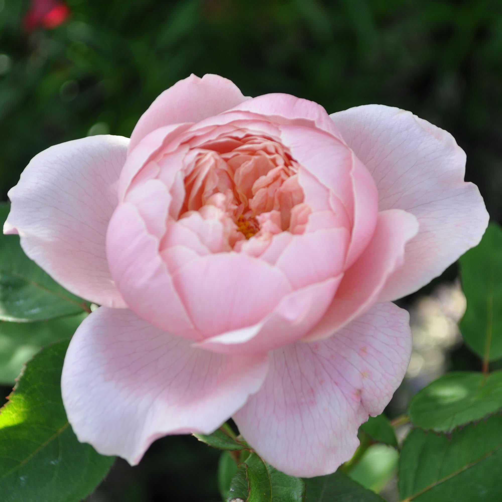 The Alnwick Rose®