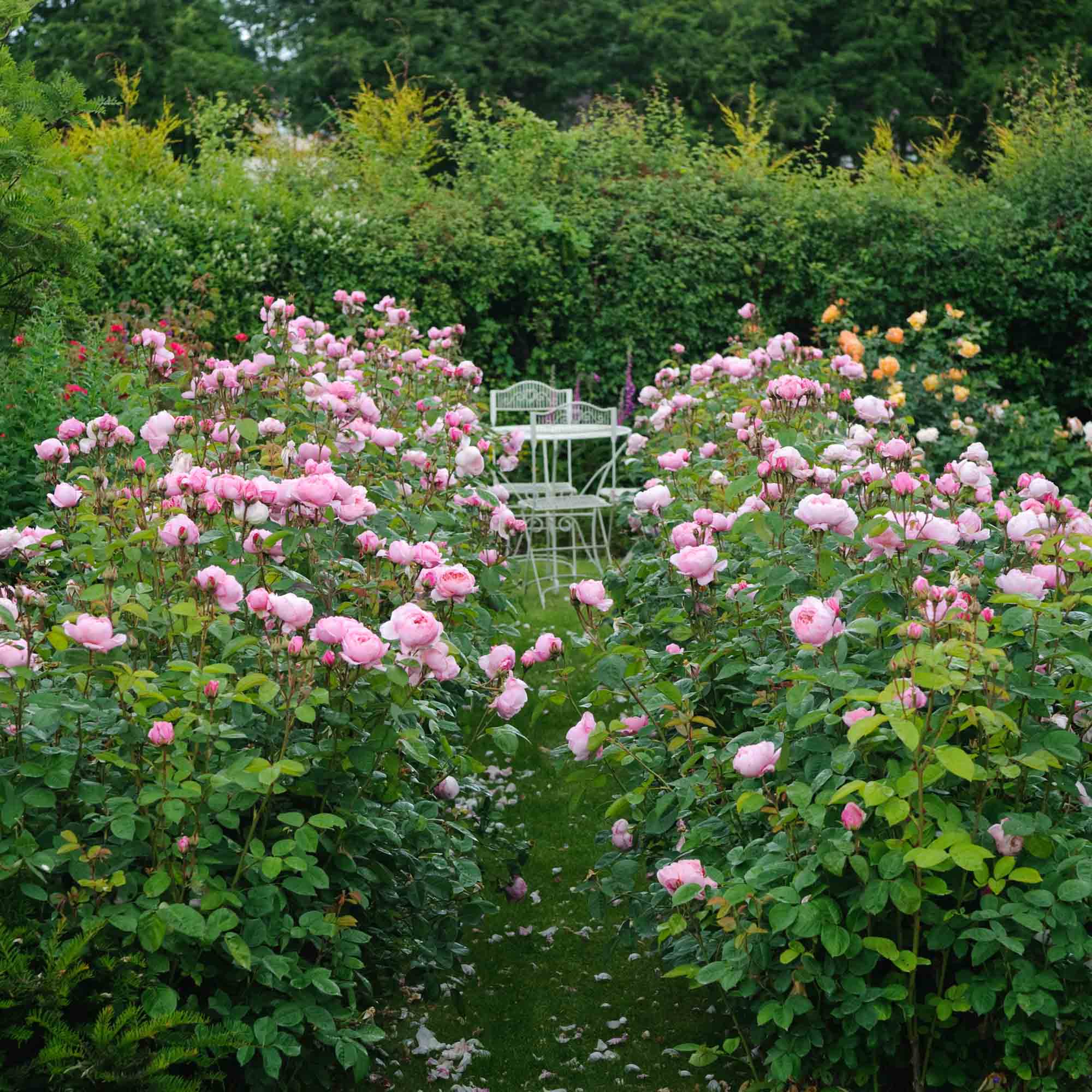 The Alnwick Rose®