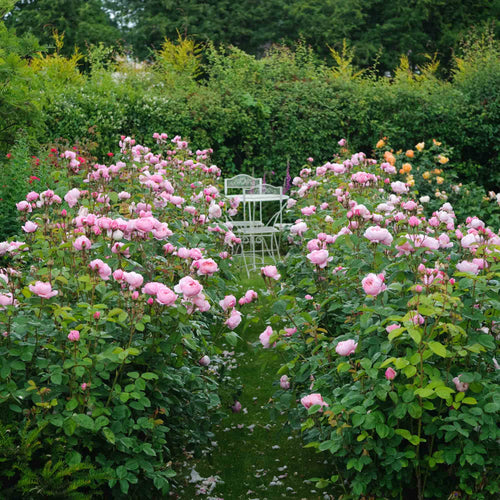 The Alnwick Rose®