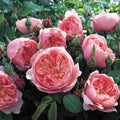 The Alnwick Rose®