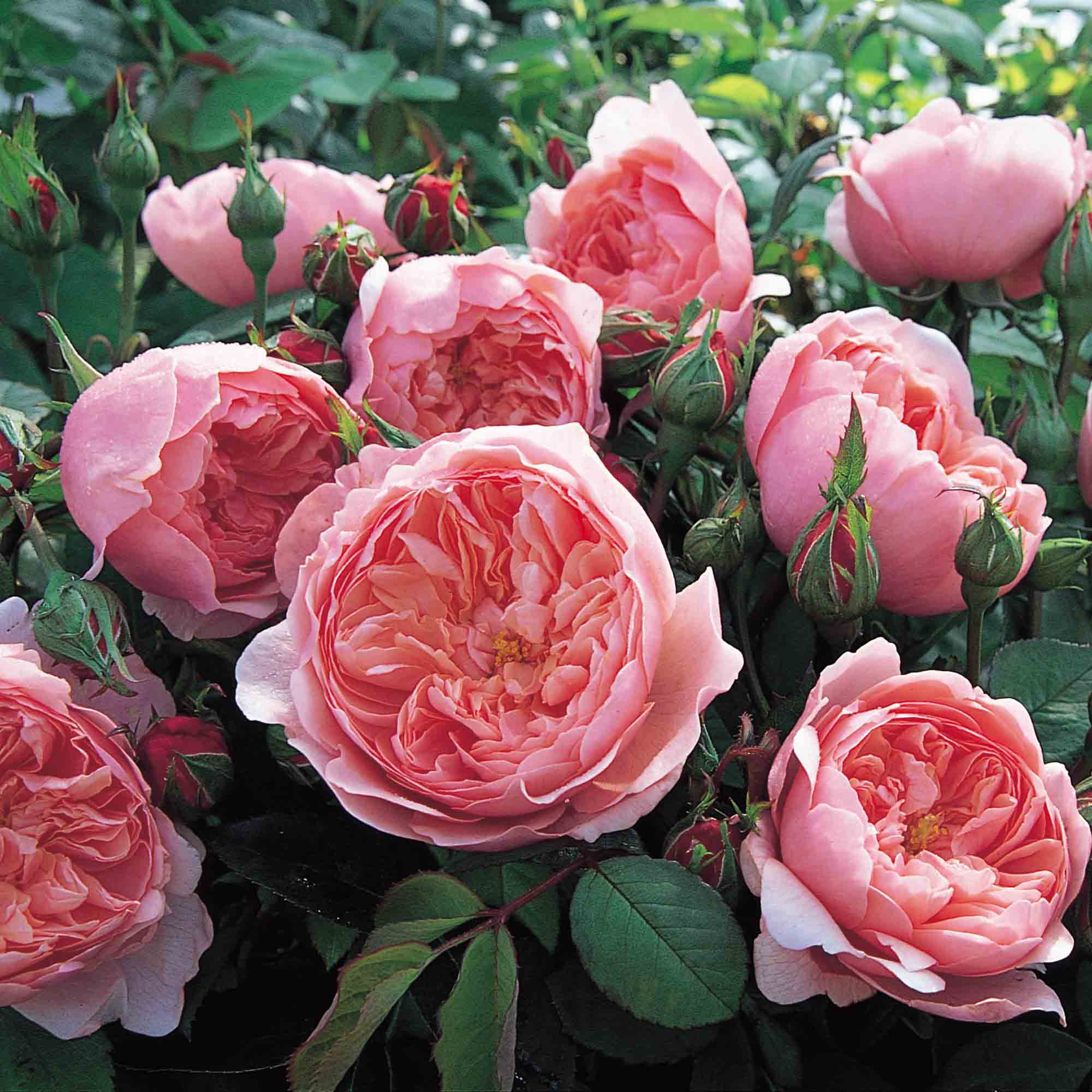 The Alnwick Rose®