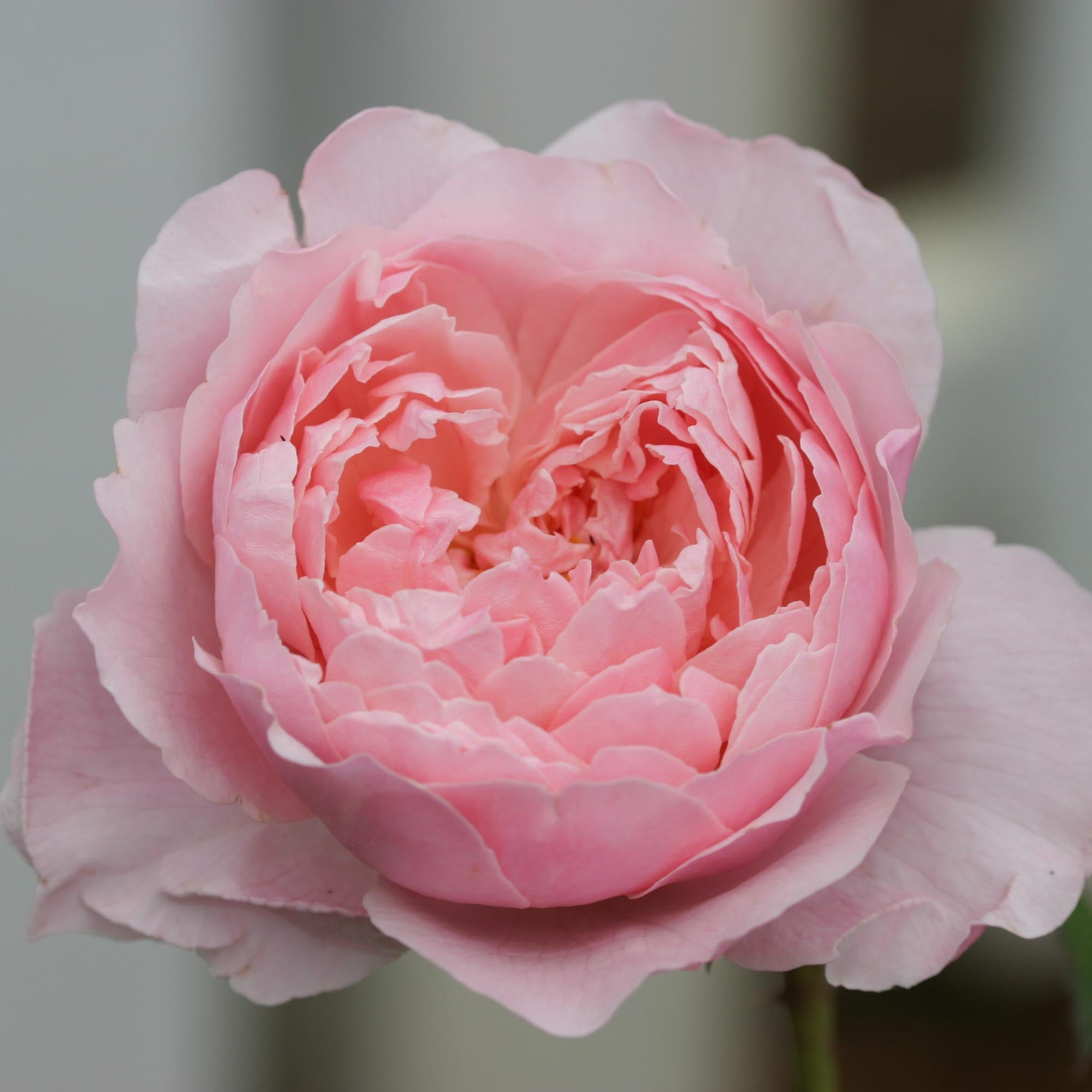 The Alnwick Rose®