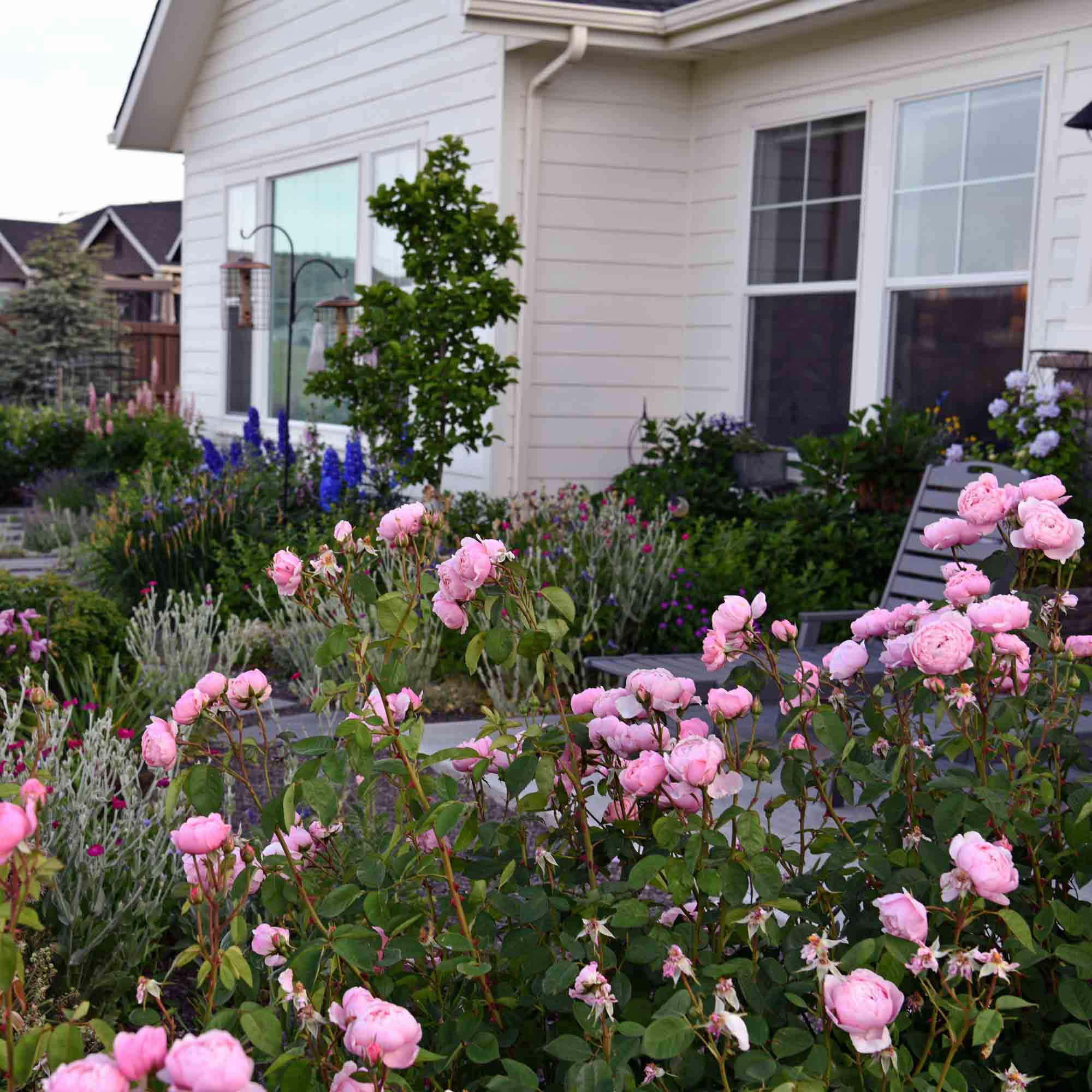The Alnwick Rose®