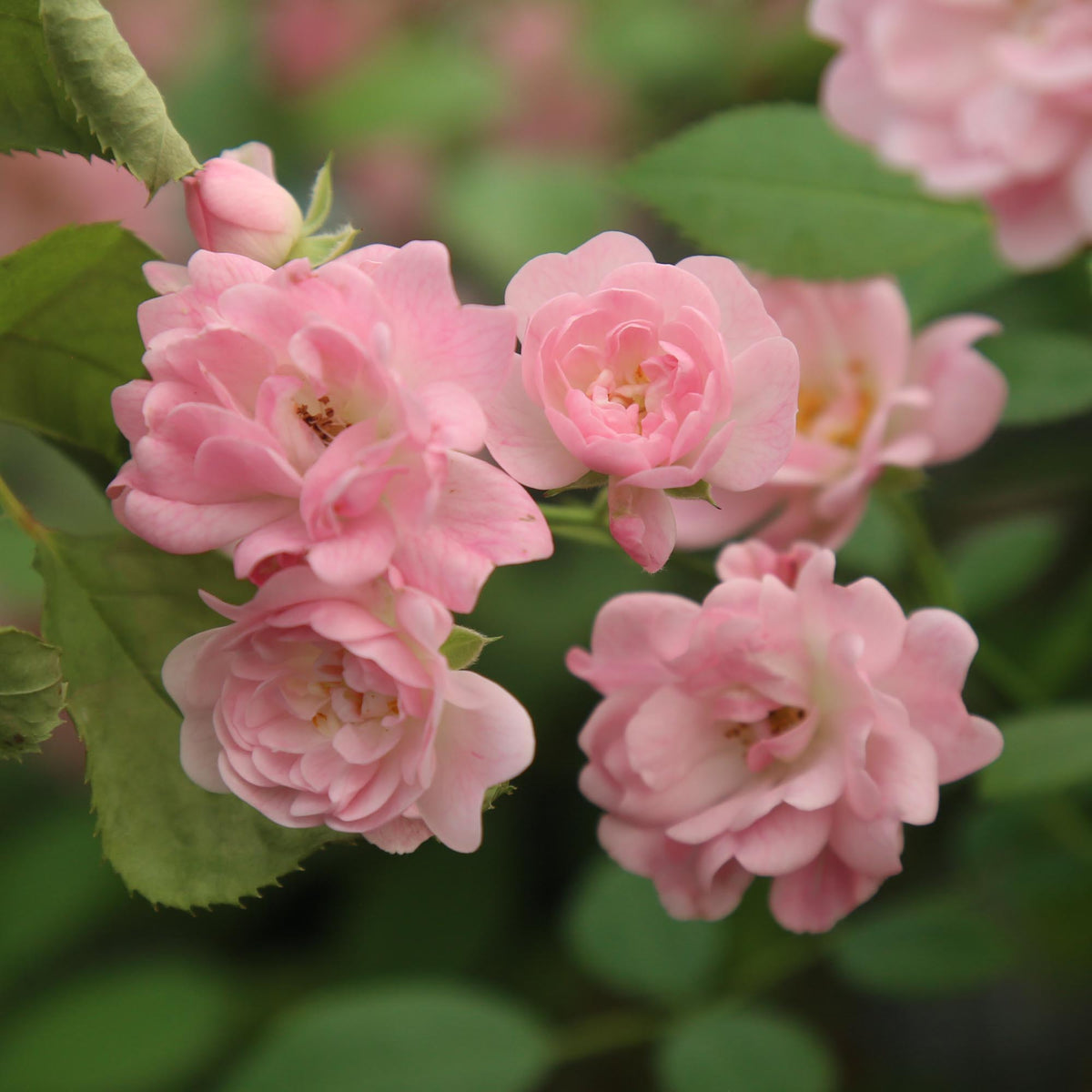 The Fairy Polyantha Rose | Pink Rose Bush – Heirloom