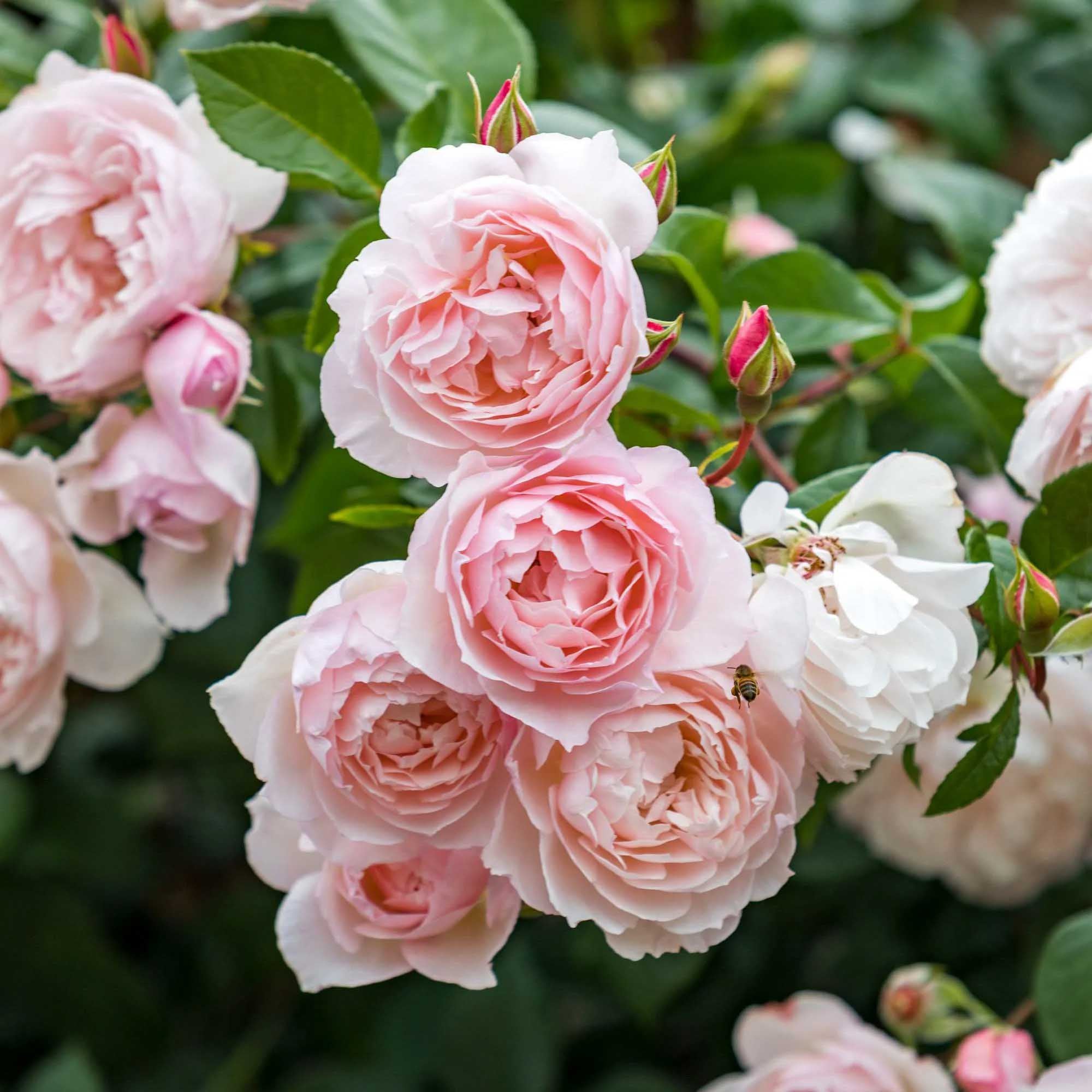The Generous Gardener English Climbing Rose | Fragrant Rose Bush