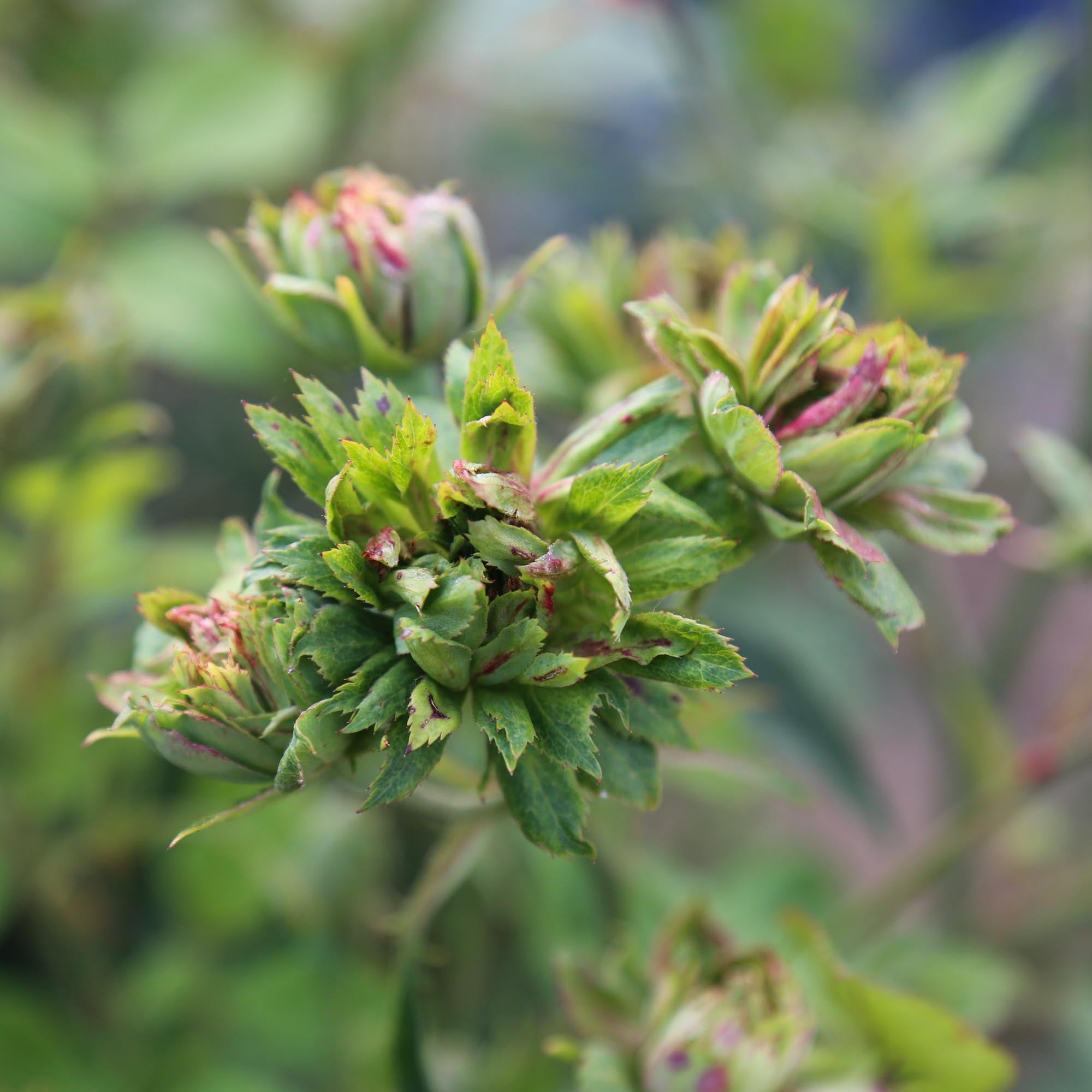China Rose – Heirloom