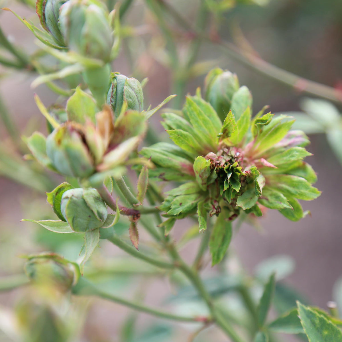 The Green Rose China Rose | Green Rose Plant – Heirloom