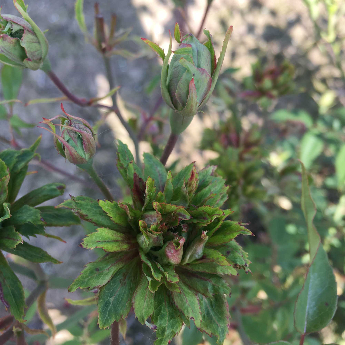 The Green Rose China Rose | Green Rose Plant – Heirloom