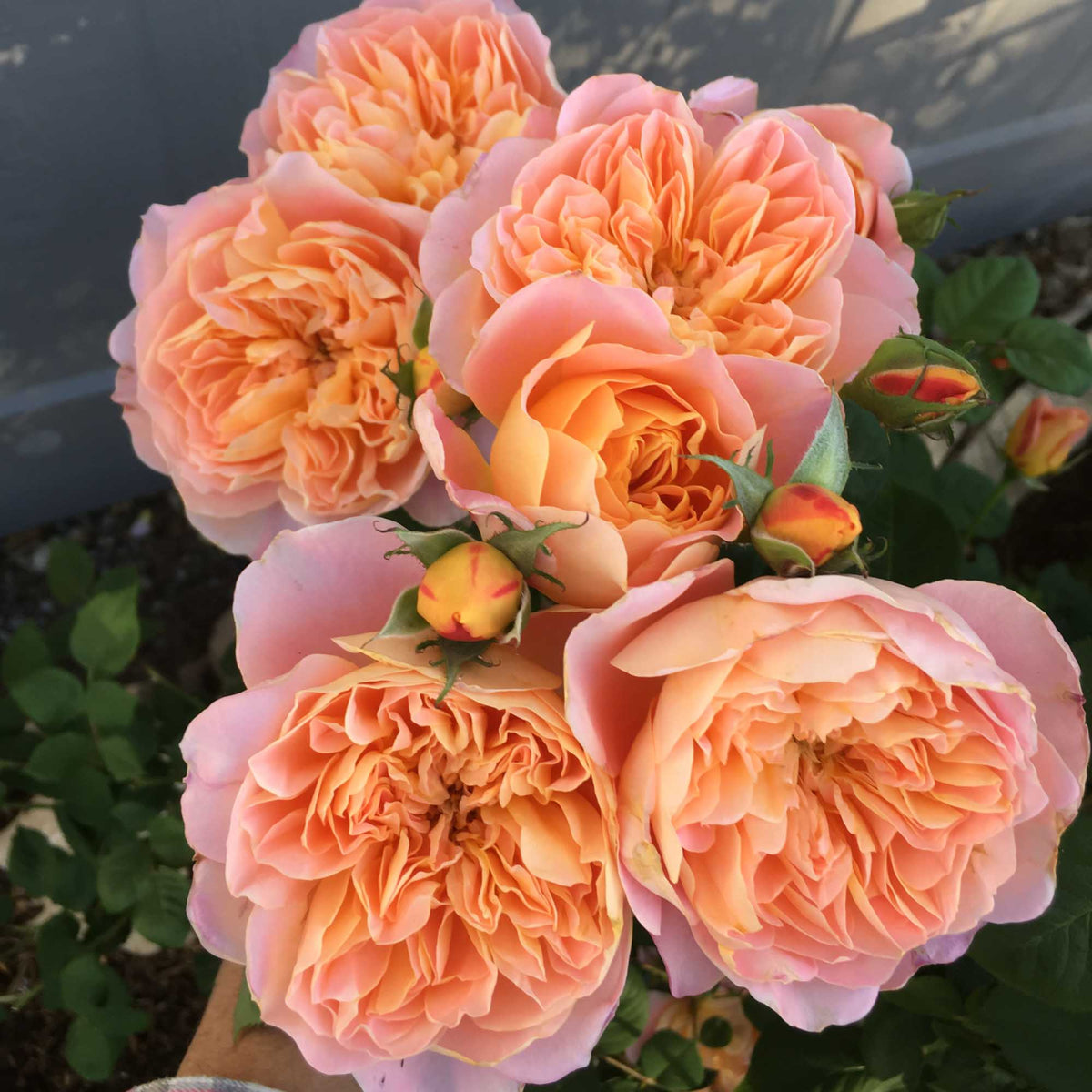 The Impressionist Climbing Rose | Fragrant Rose Plant – Heirloom
