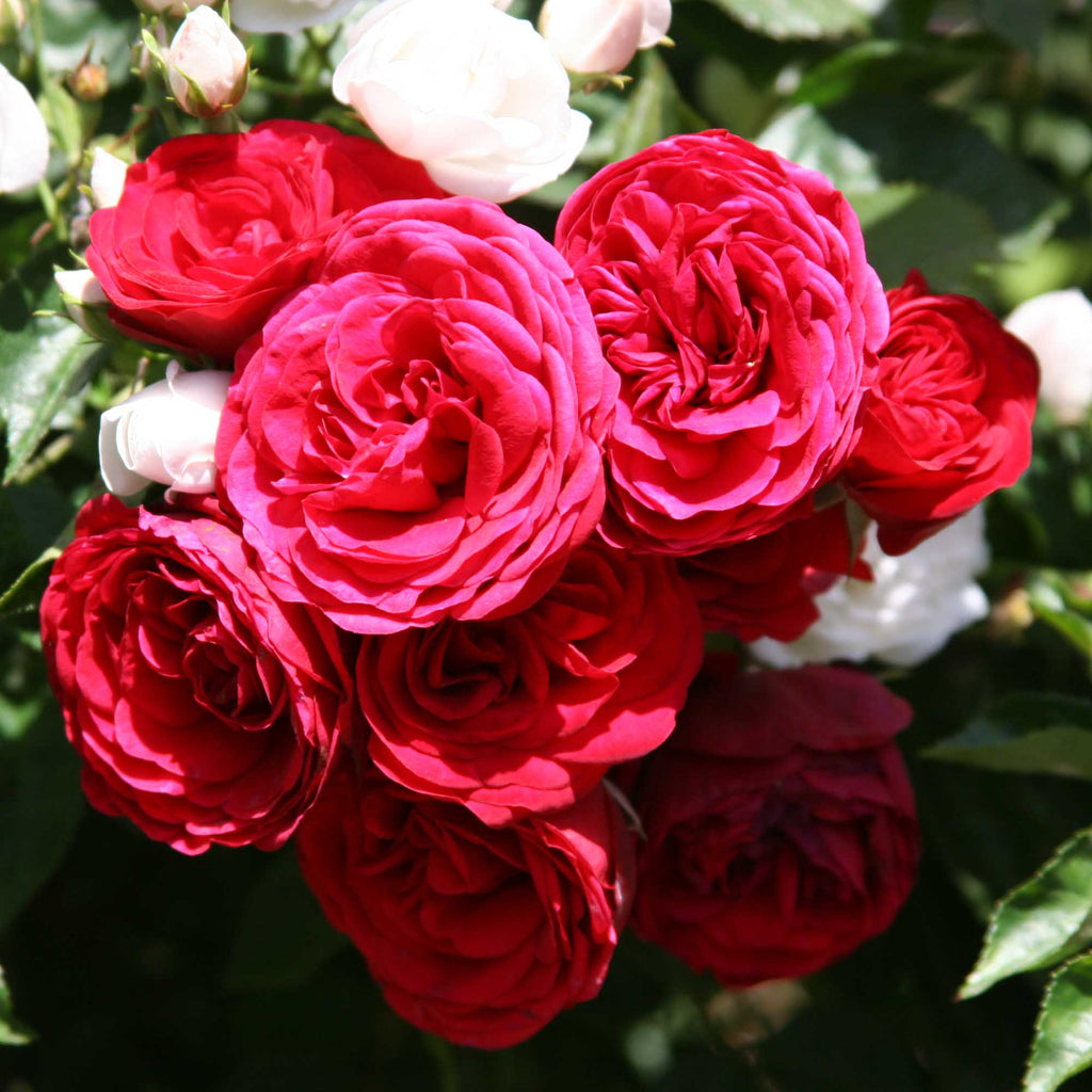 The King's Rubies™