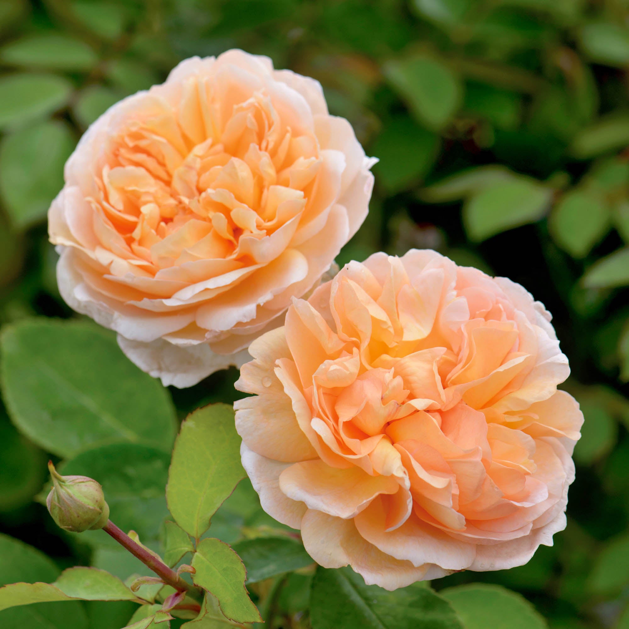 The Lady Gardener®