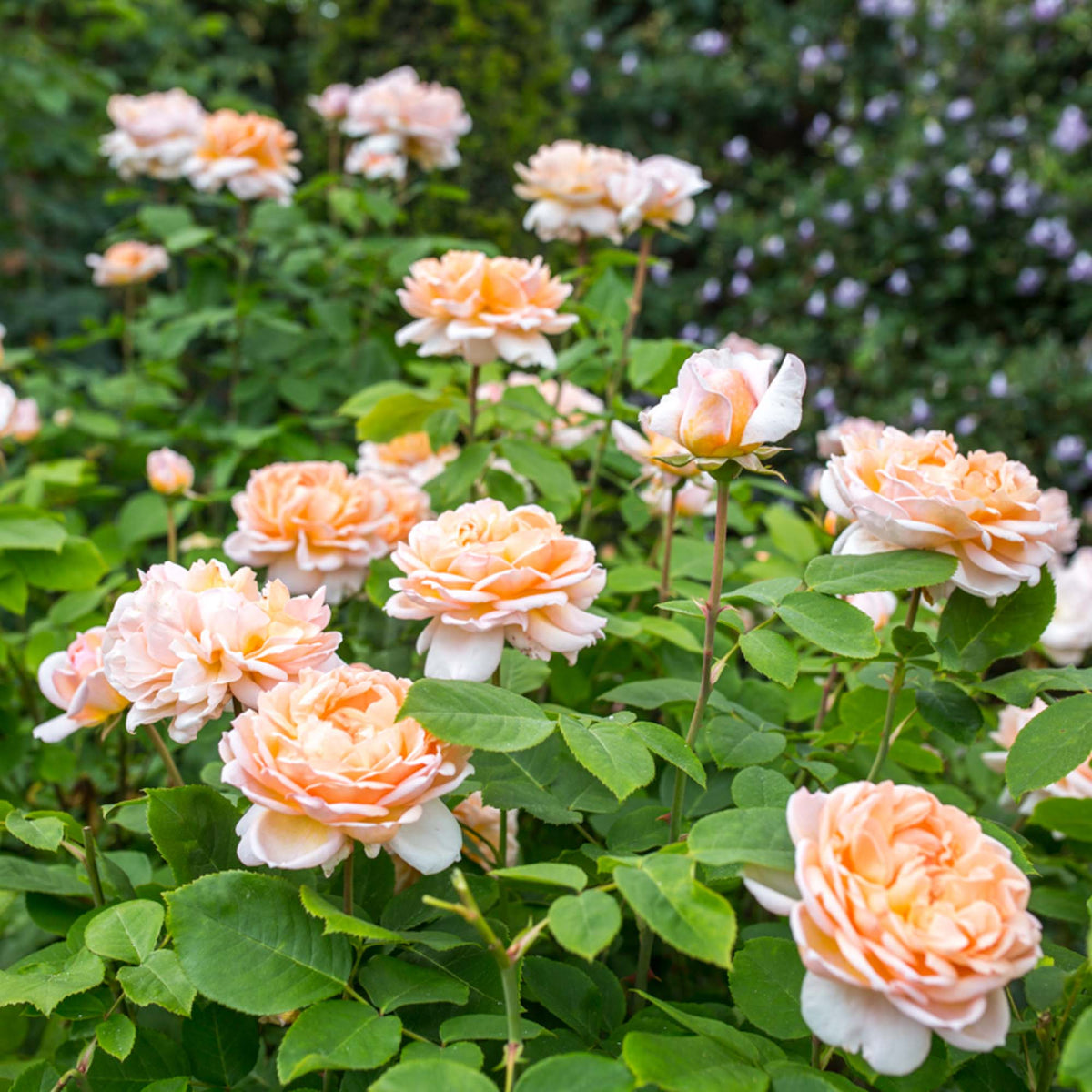 The Lady Gardener English Shrub Rose | Heirloom