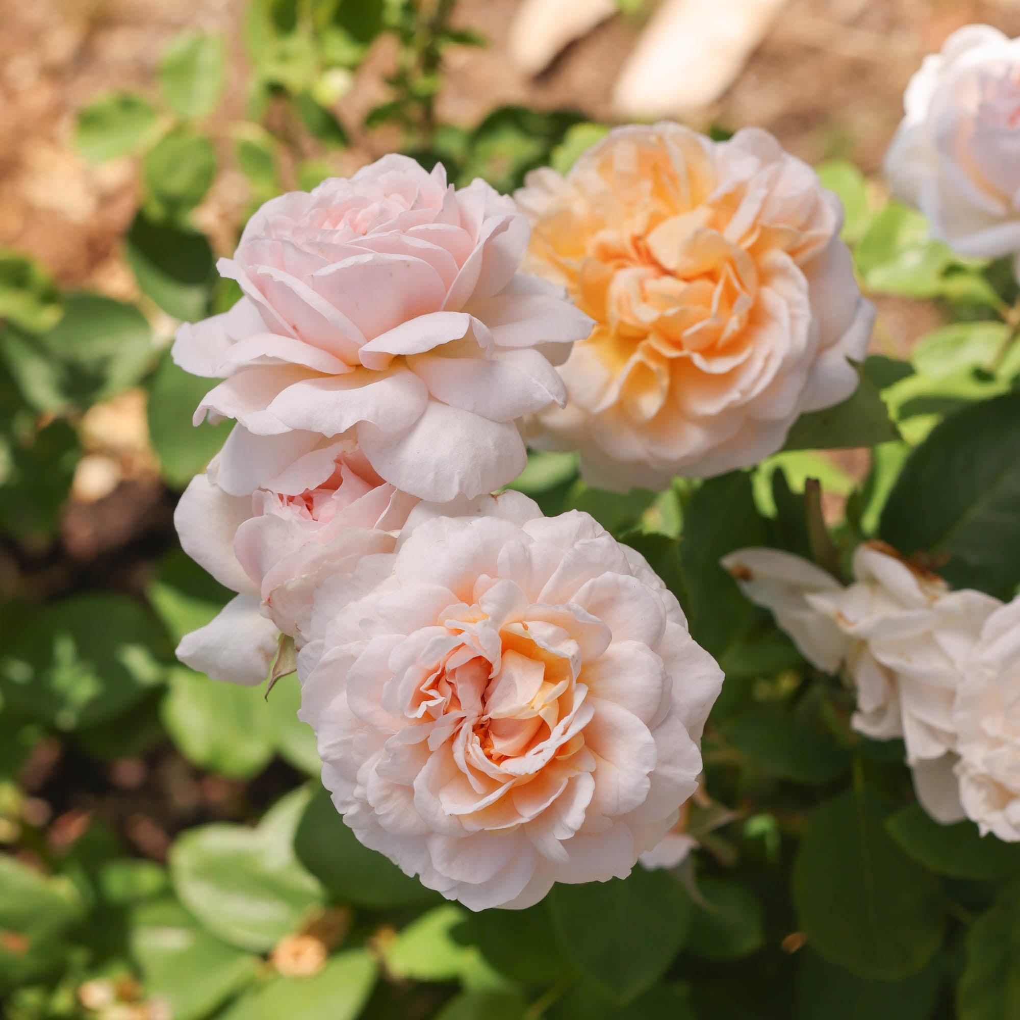 The Lady Gardener®