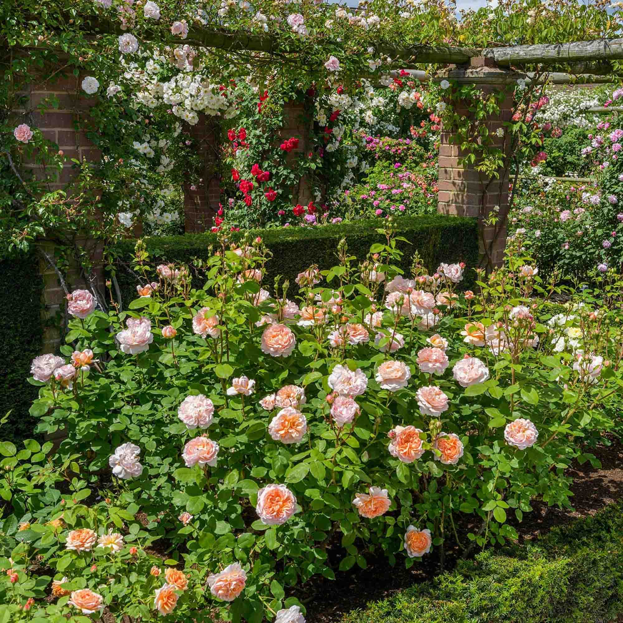 The Lady Gardener®