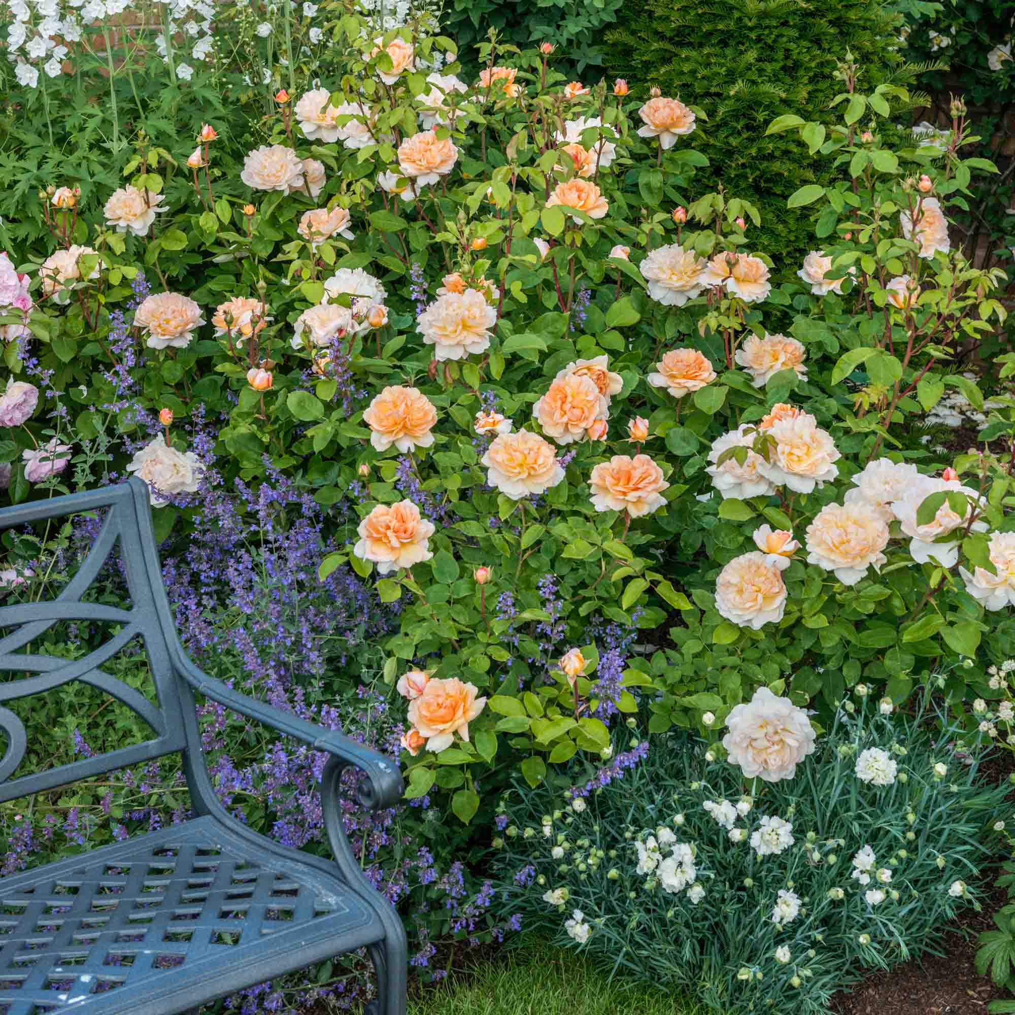 The Lady Gardener®