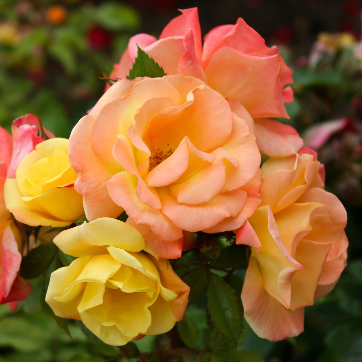 The Magician Climbing Rose | Colorful Rose Bush – Heirloom