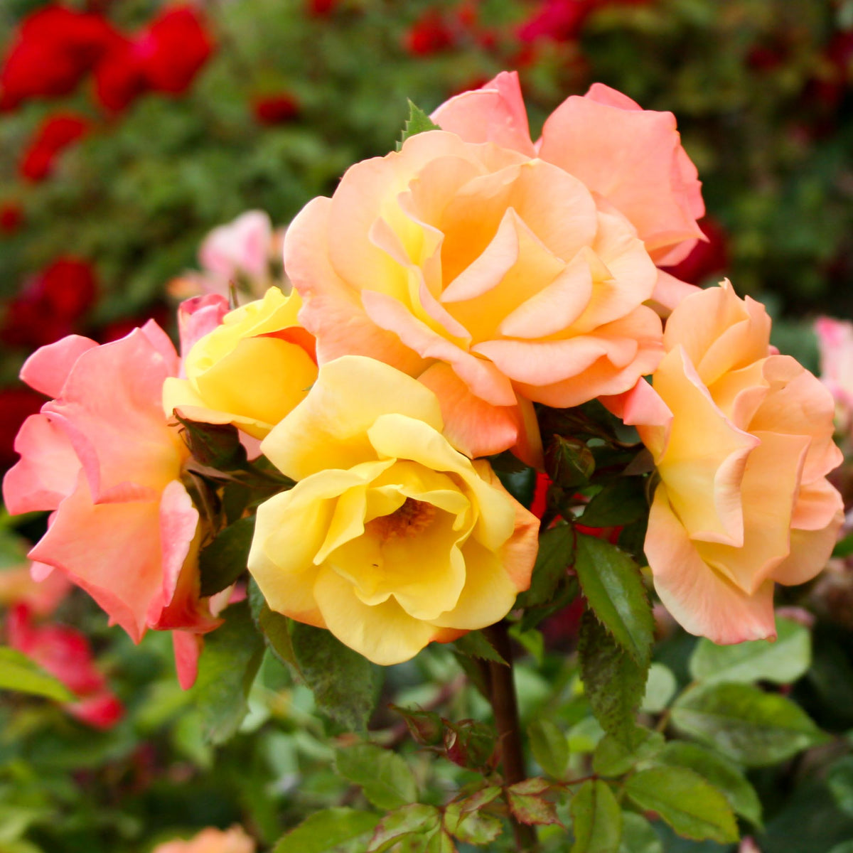 The Magician Climbing Rose | Colorful Rose Bush – Heirloom