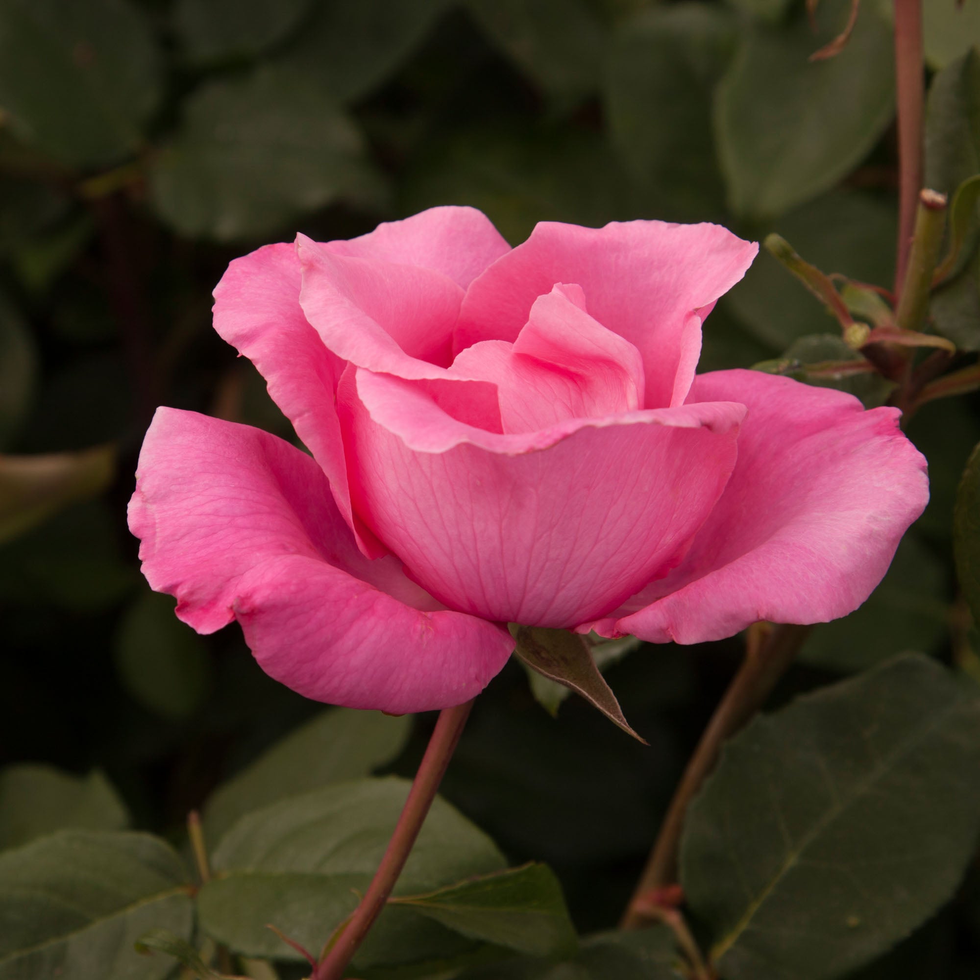 The McCartney Rose™