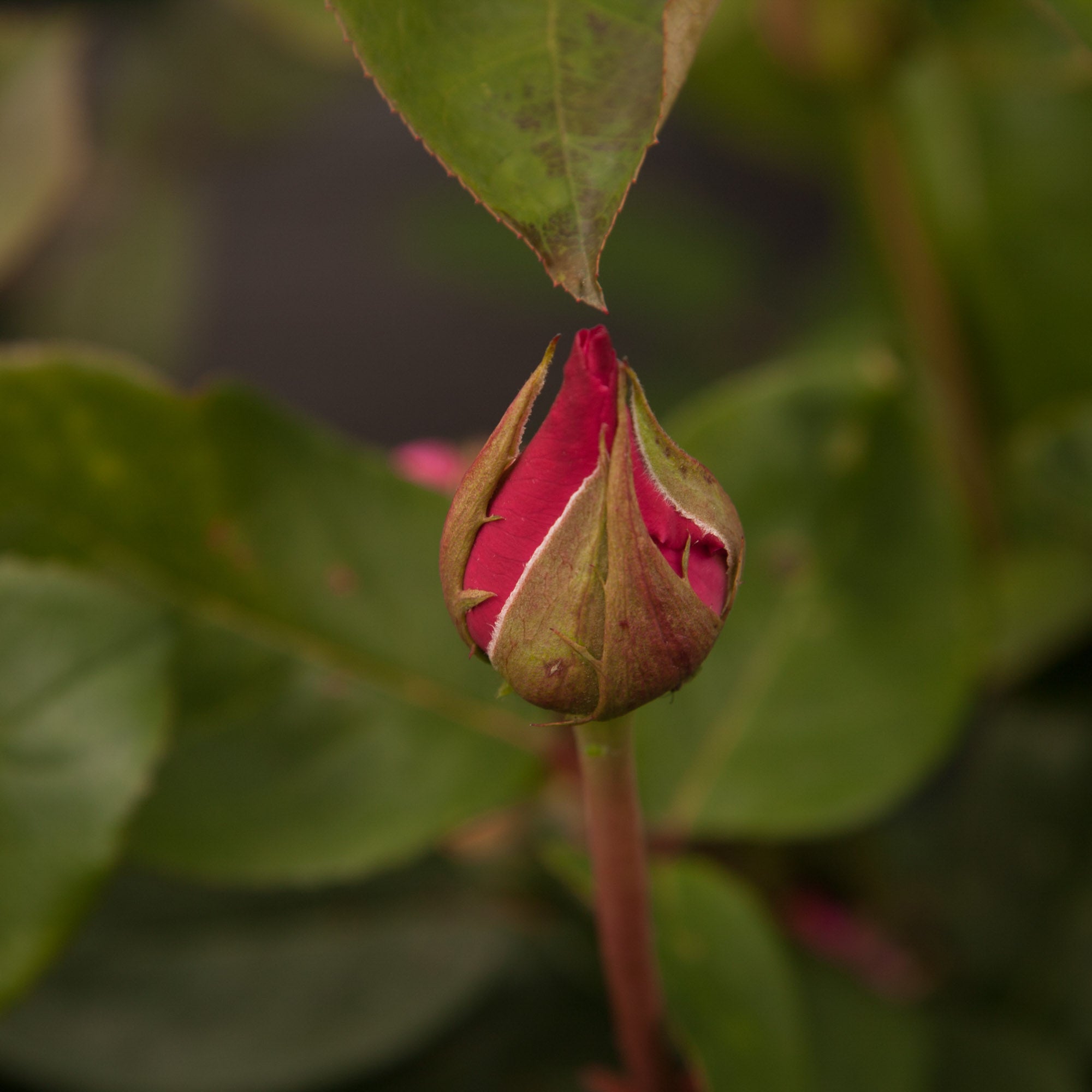 The McCartney Rose™