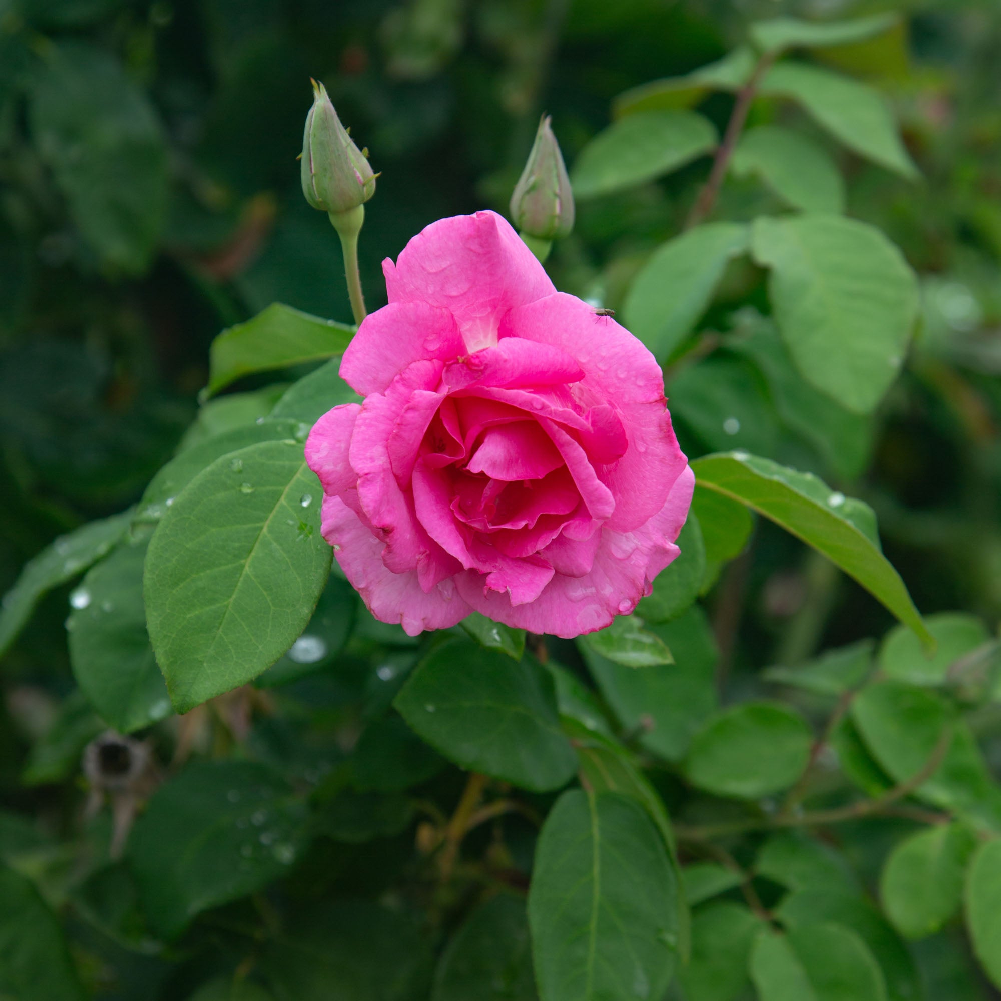 The McCartney Rose™