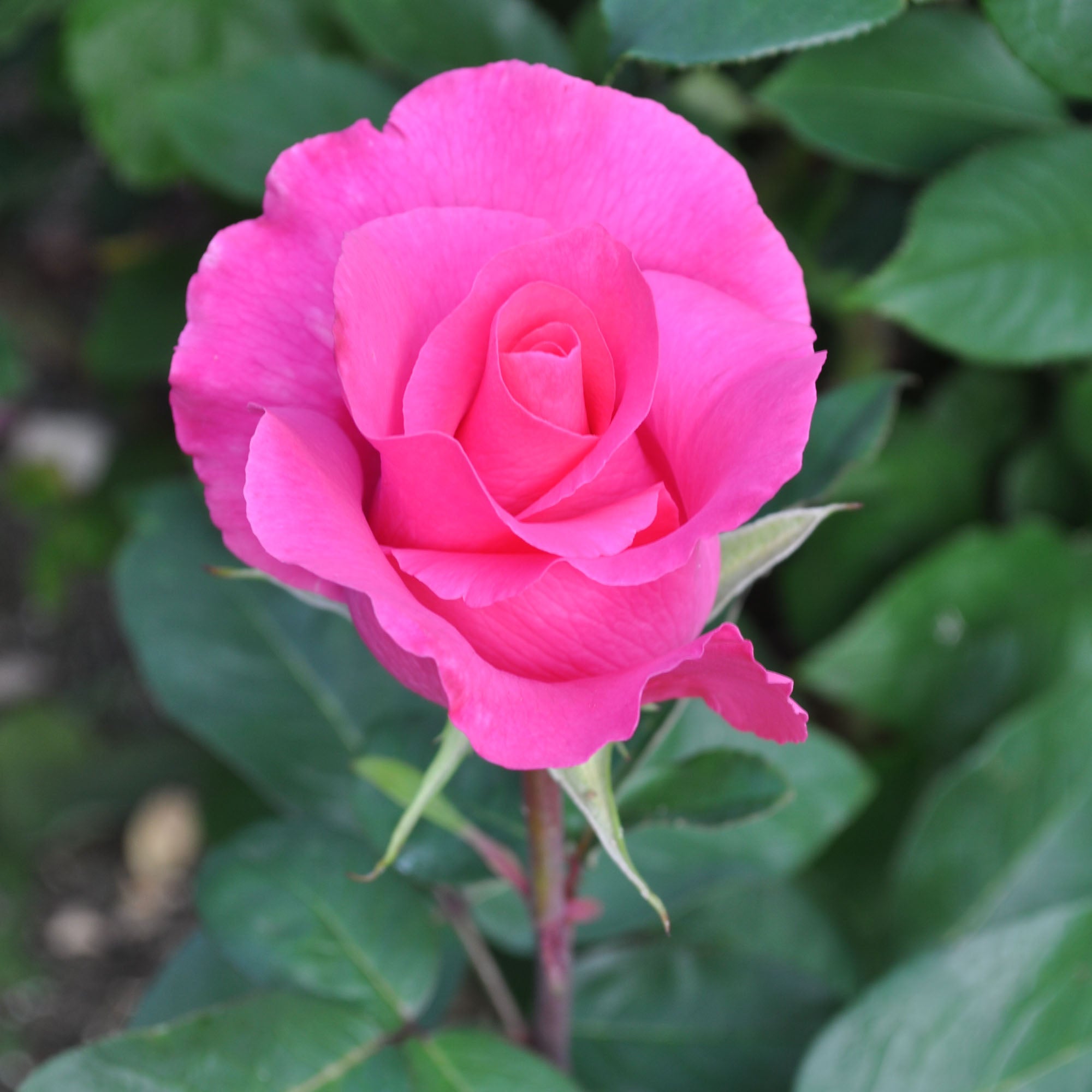 The McCartney Rose™