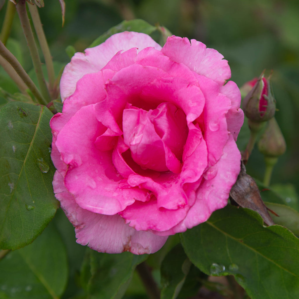 The McCartney Rose™
