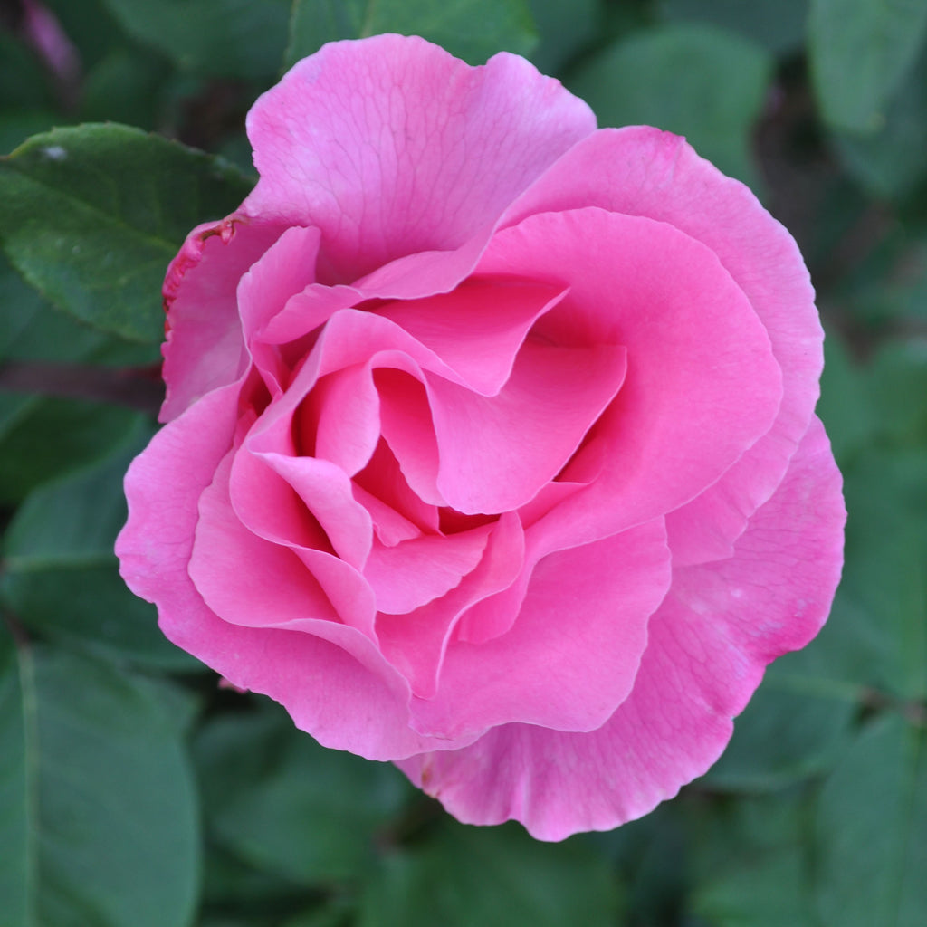 The McCartney Rose™