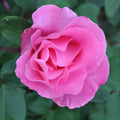 The McCartney Rose™