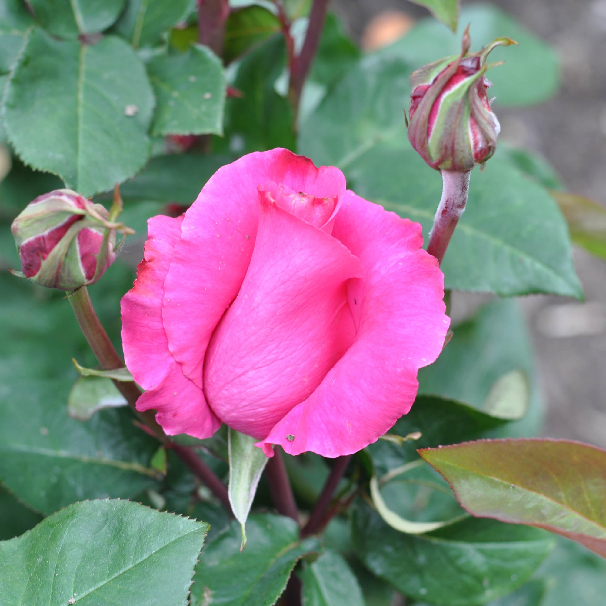 The McCartney Rose™