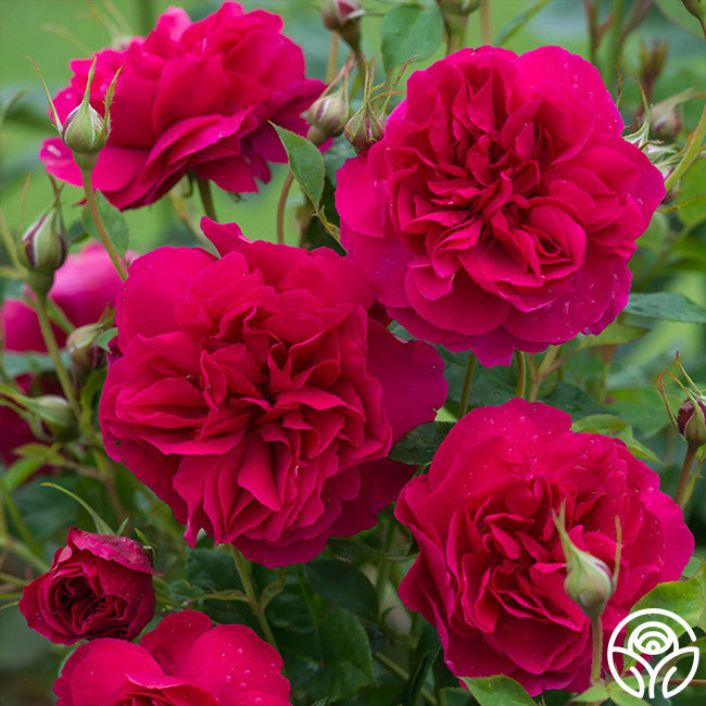 Heirloom Roses Thomas à Becket Rose
