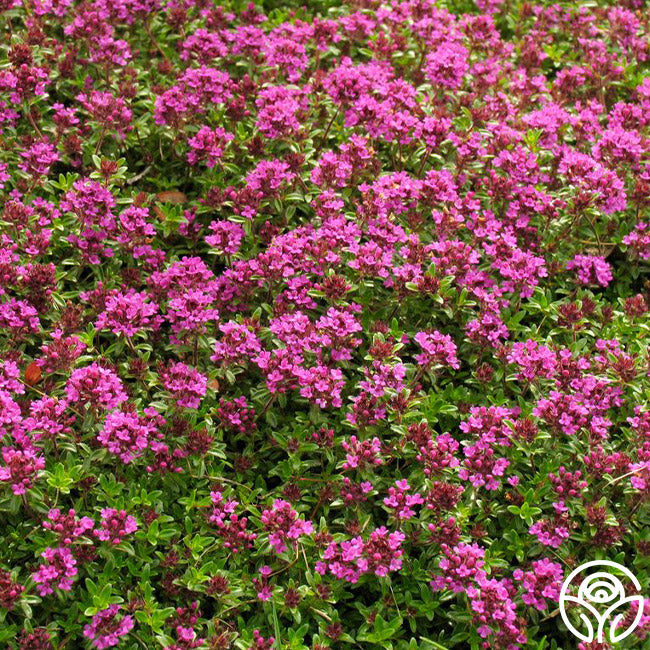 Red Creeping Thyme